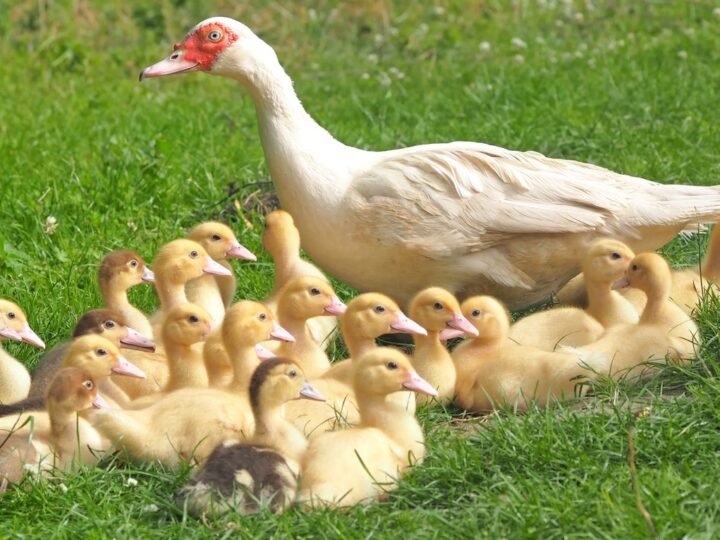 Ducks are now a part of livelihood