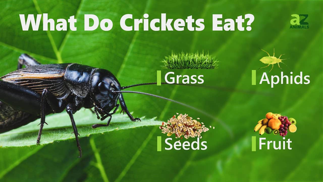 What do crickets eat?